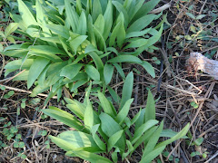 Wild Leeks