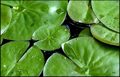 [Lily+Pad.jpg]