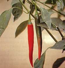 Budidaya Tanaman Cabai Dalam Polybag Pot Opikologi