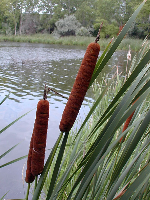 Cattails plants for koi pond uk
