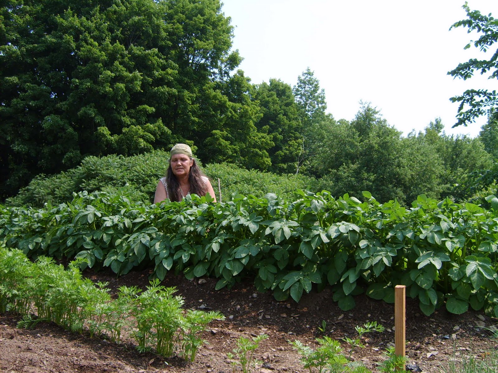 Wild Edible and Medicinal Plants Heal Yourself From Your Garden
