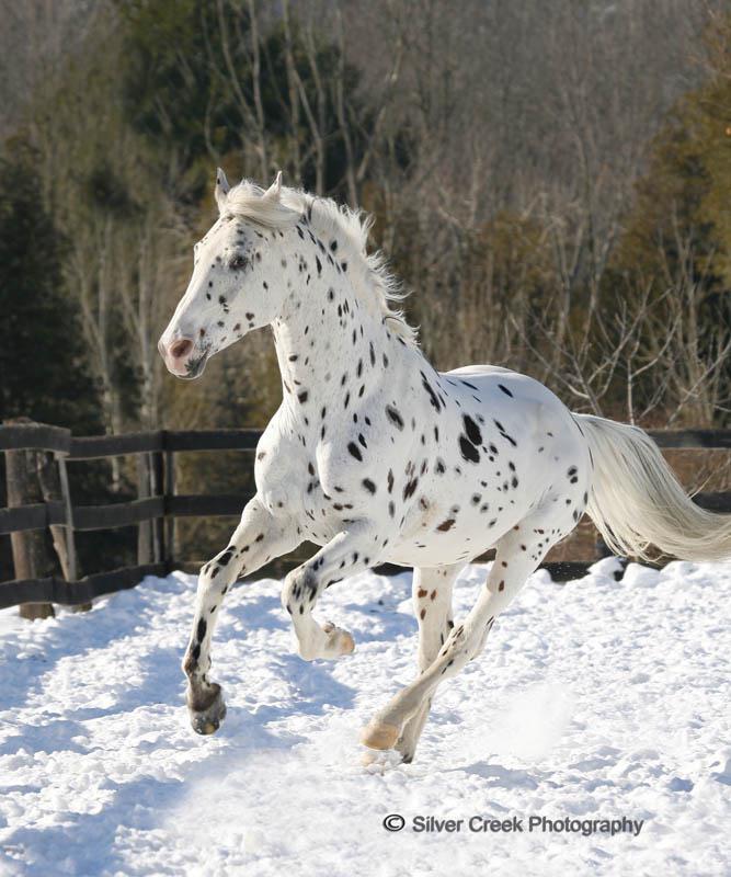 Horse: His Mir Image