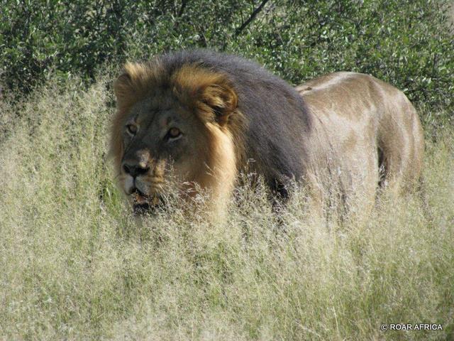 Kalahari Desert Lion