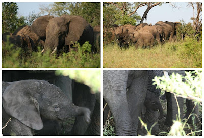 Elephant Birth