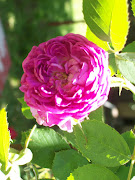 My Pink Climbing Rose, April 2010