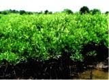 Mangrove Hasil reklamasi