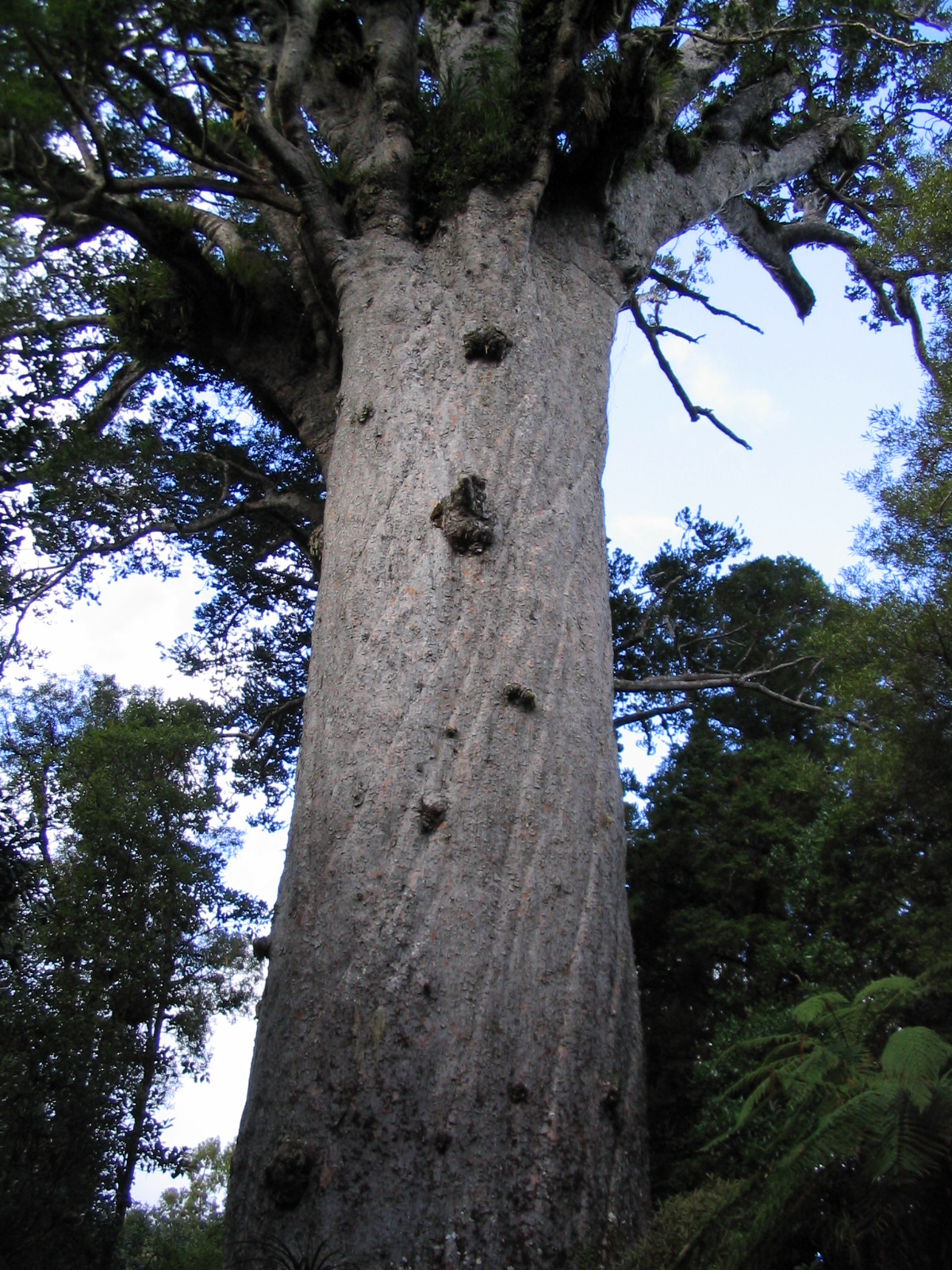 Room 30 Tane Mahuta The Giant Kauri Tree of Waipoua Forest