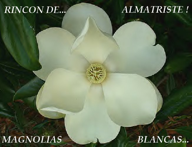 MagnoliasBlancas