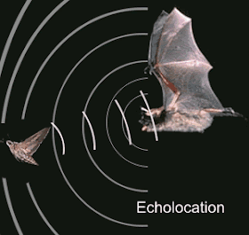 انعكاس الصوت والخفافيش