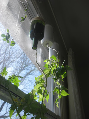 diy, homemade tomato hanging plant, wine bottle