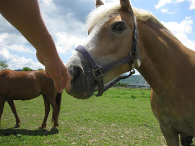 petting hoarse in new york, blonde hair, curious horse