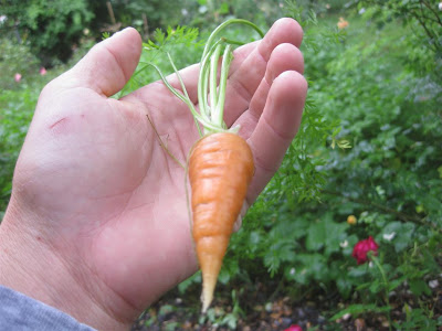 baby carrot in garden