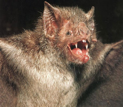 scary bat, teeth, bite, harry