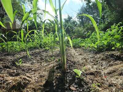 corn rows, 1 month after planting