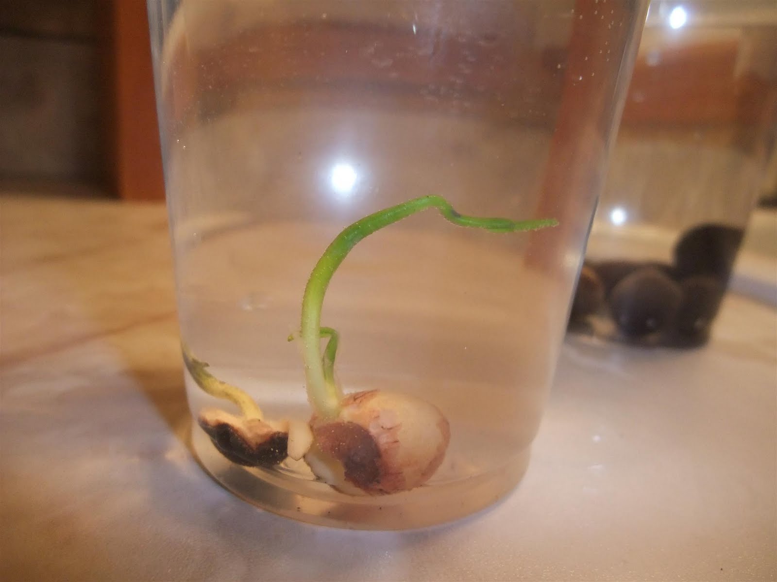 Sprouting Lotus Seeds