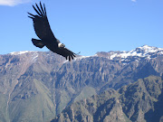 Condor in Colca Canyon (colca canyon)