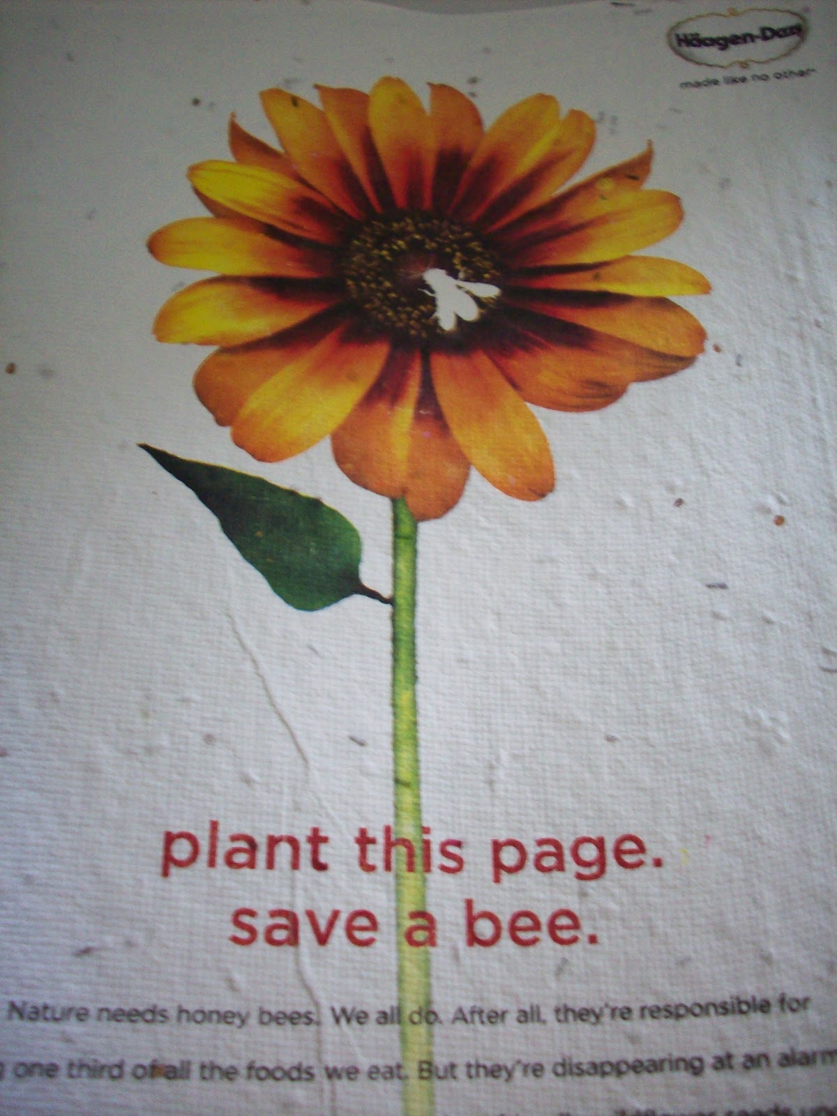 [ad-with-seeds-haagen.jpg]