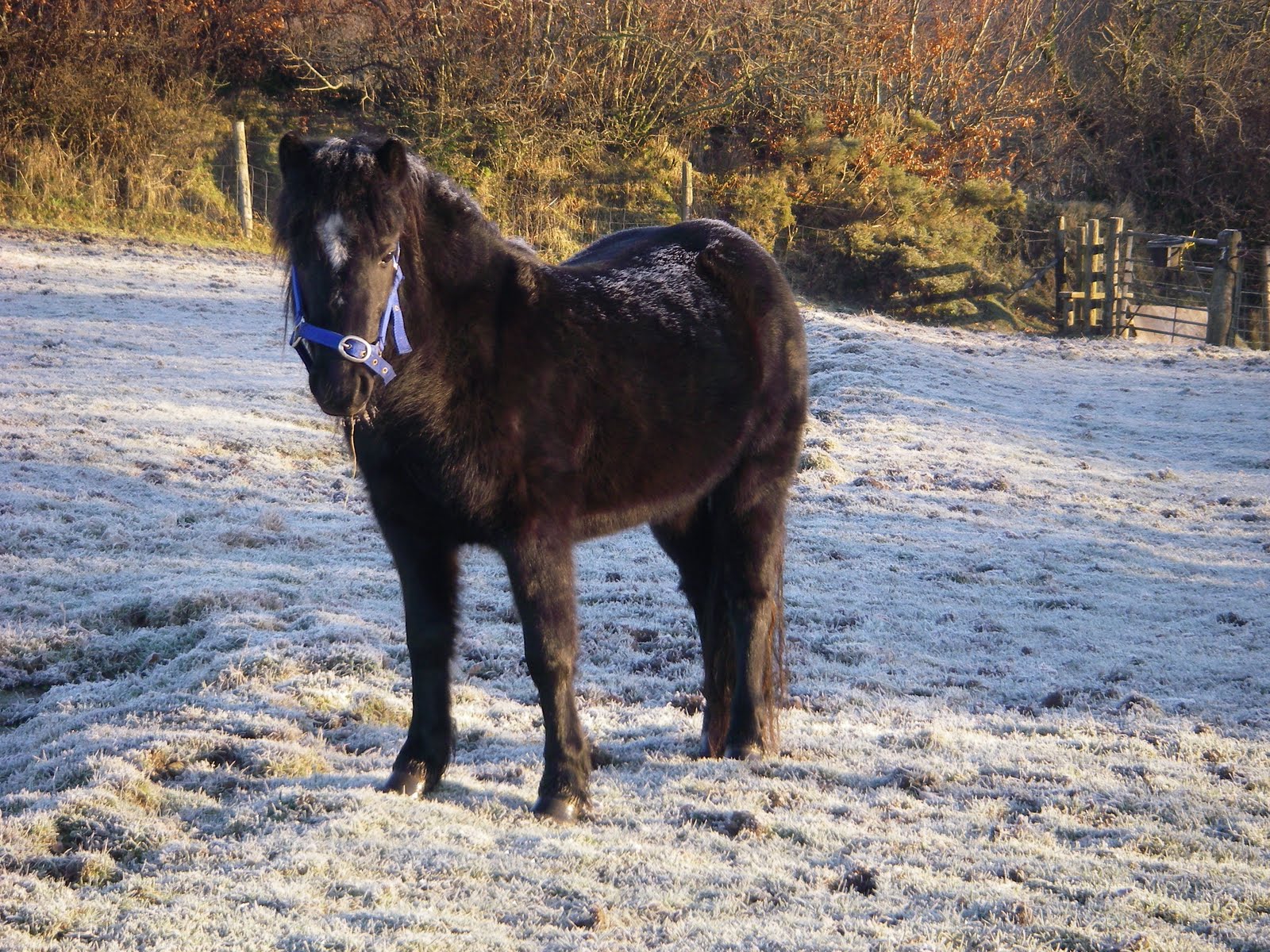 Dartmoor Pony Sales List