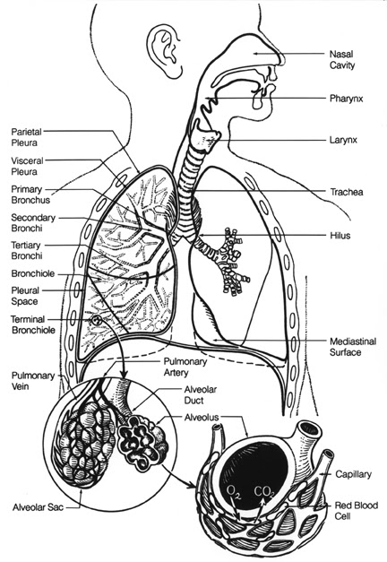 Anatomy and Physiology e-Portfolio: Respiratory Anatomy---Objective 45