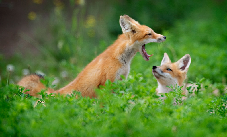 Two Foxes