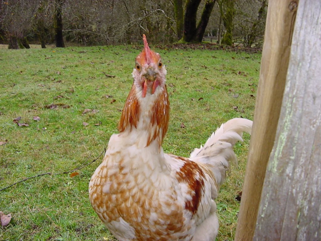 Animal Escapades Chicken Prison