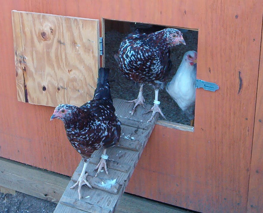 Pullets Chicken