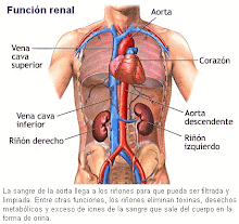 Excrecion y circulacion