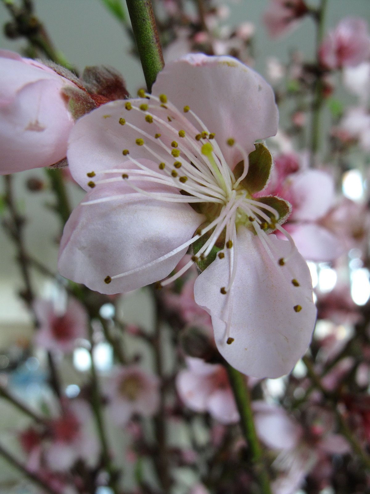 [Cherry+2.JPG]