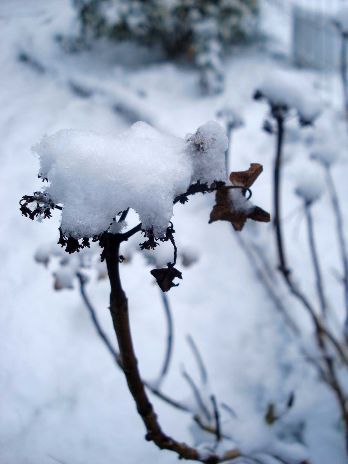 [snow+0.jpg]