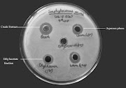 Secondary screening for Antibiosis