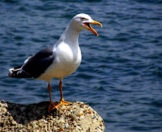 BIRDS SEEN IN ROMANIA