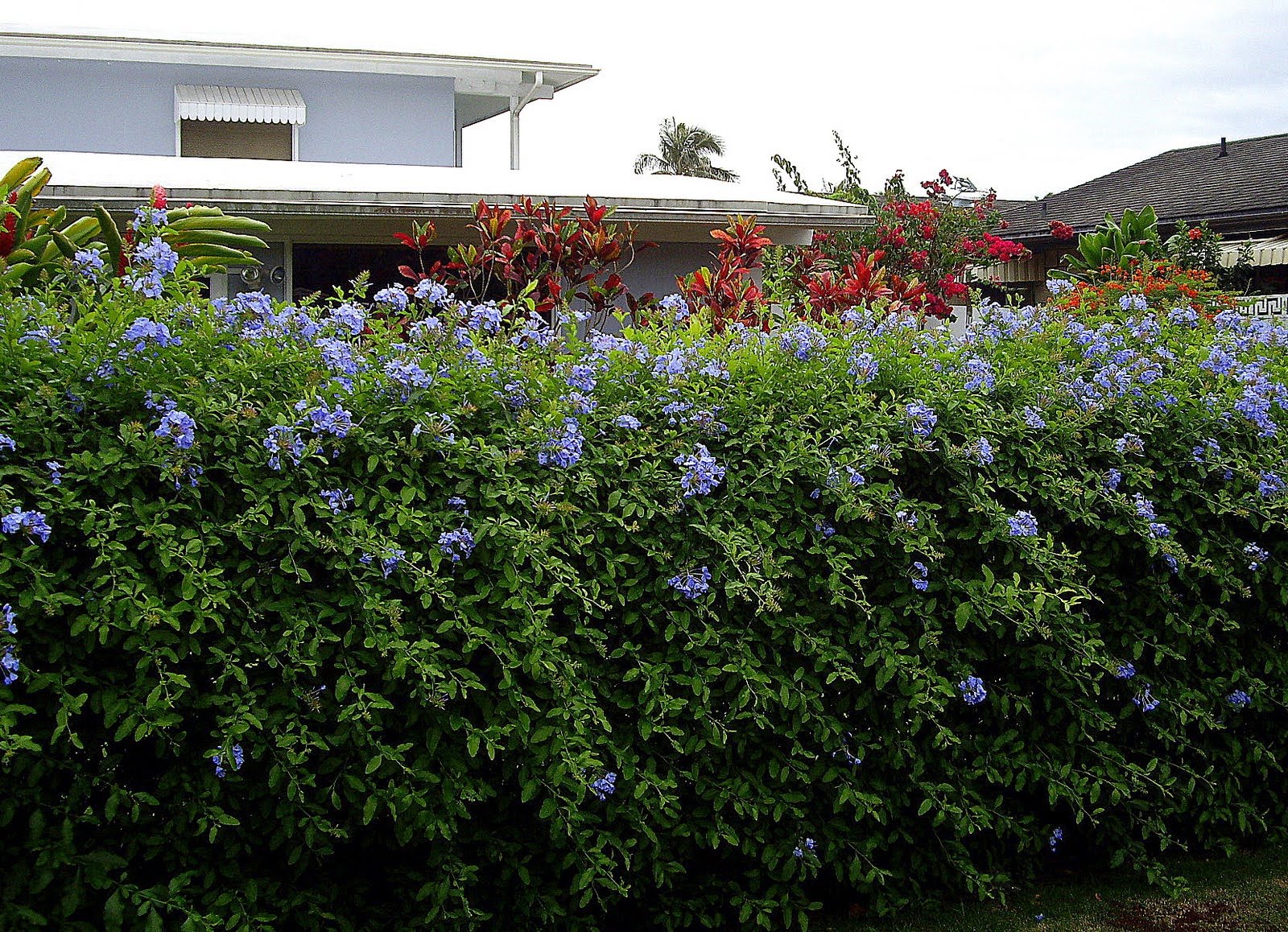 Kailua, Hawaii Daily Photo Plumbago Auriculata Shrub. It blooms mostly