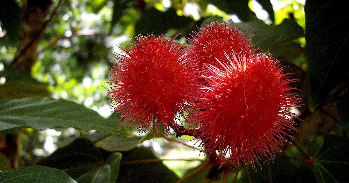 Kailua, Hawaii Daily Photo Lipstick Tree at Ho'omaluhia.
