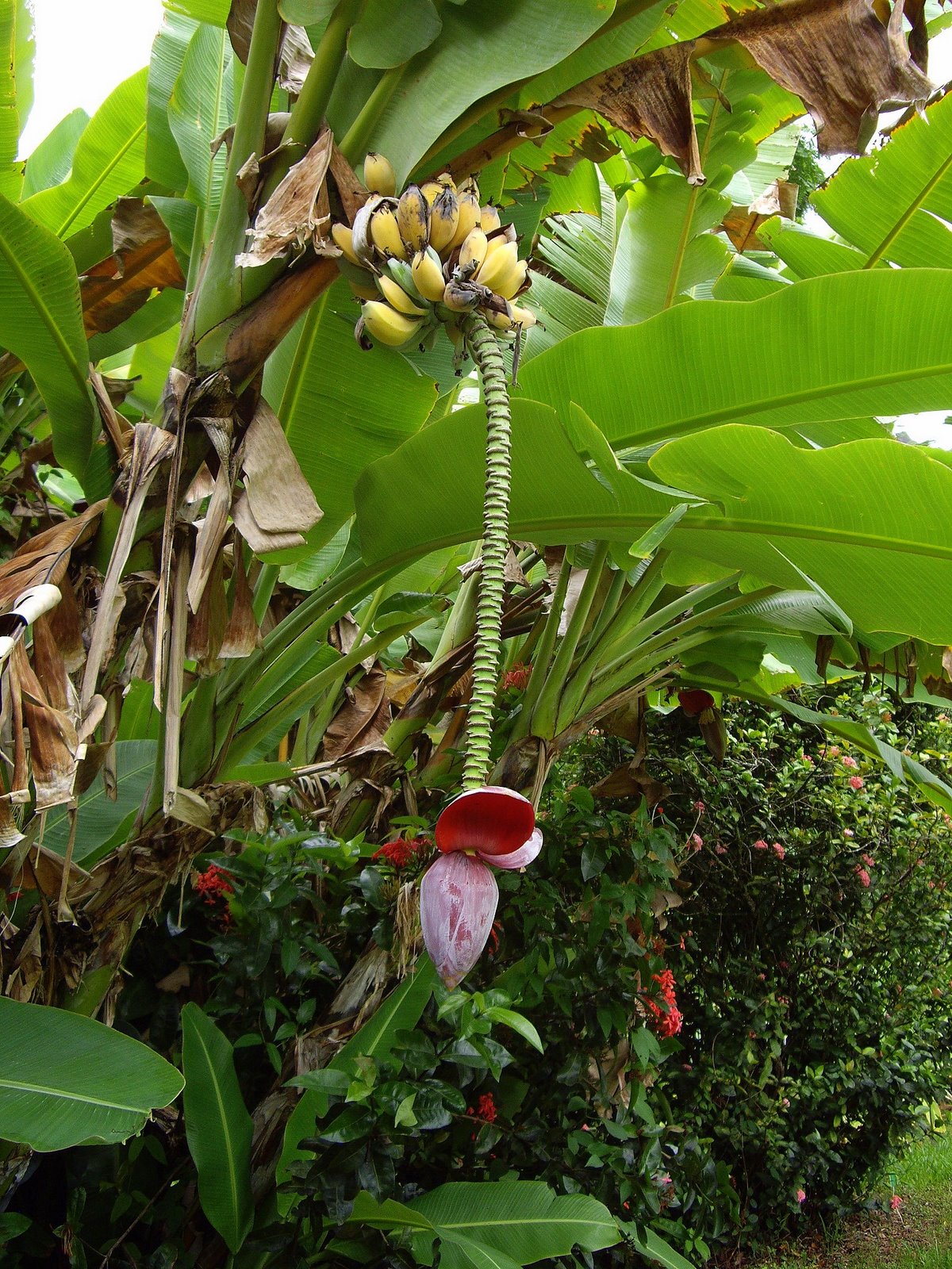 Kailua, Hawaii Daily Photo Young banana trees and mature bananas at Ho
