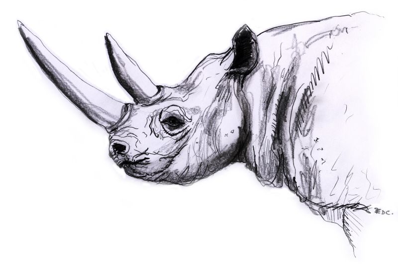 [Rhinocéros-dessin-croquis_1.jpg]