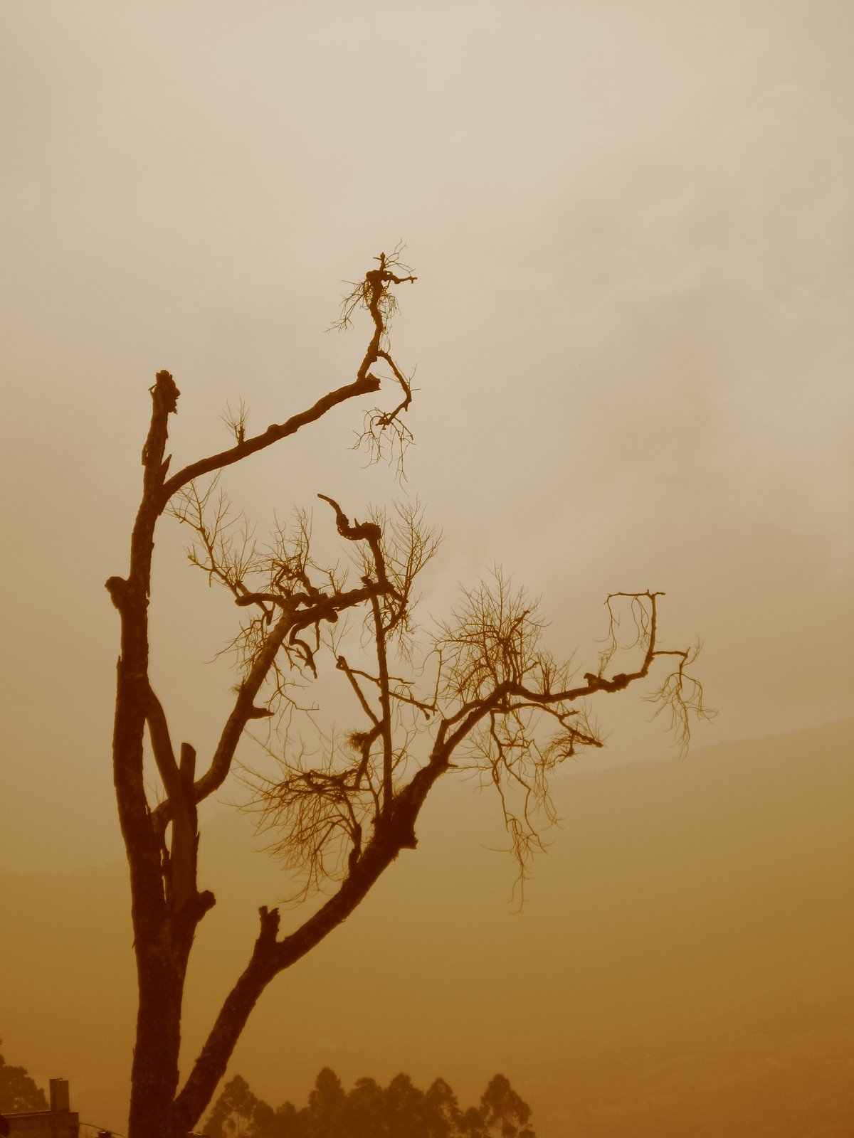 [Bare+tree.JPG]