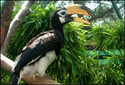 Jardin D Oiseaux Tropicaux