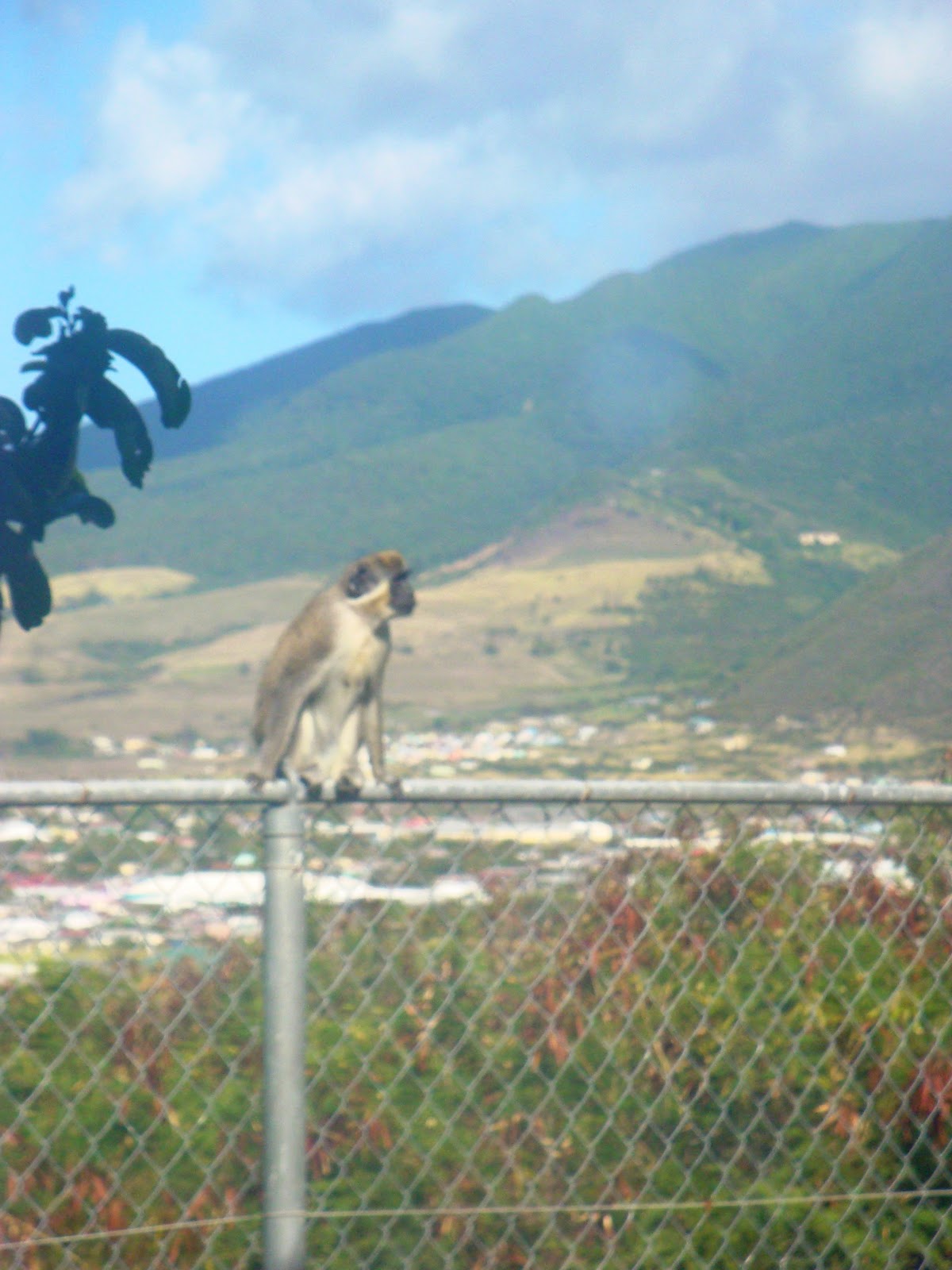 St Kitts Monkeys Green Vervet Monkeys of the Caribbean