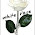 white rose white rose