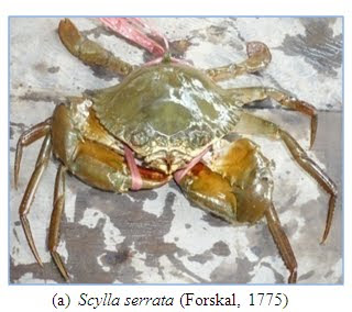 Kepiting+bakau