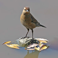 Rusty Blackbird