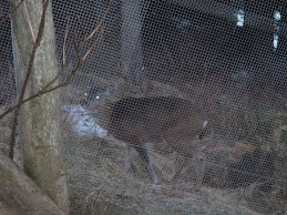 Doe at Chicken Coupe