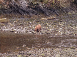 Bear across river from hatchery