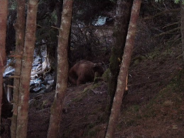 Bear sleeping by bay below house