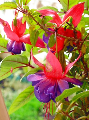 [fucsias++infojardin.com]