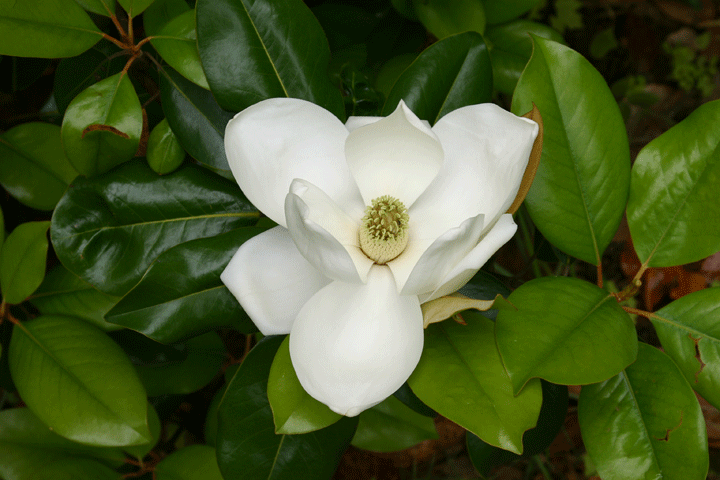 Southern magnolia