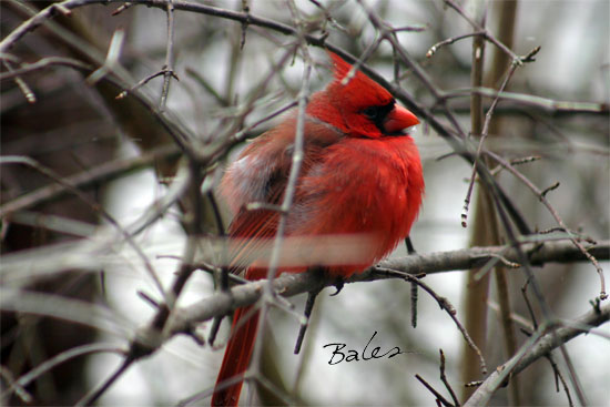 Cardinal