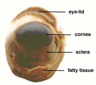 biology: Sheep Eye Dissection