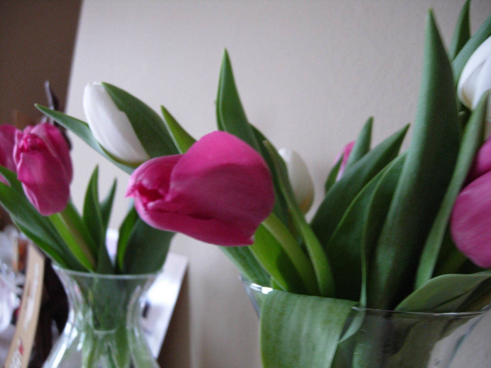 [Tulips.7.JPG]