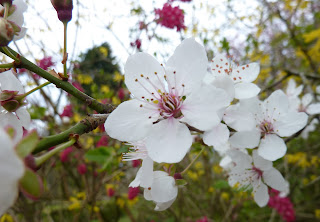 Fresh cherry blossom